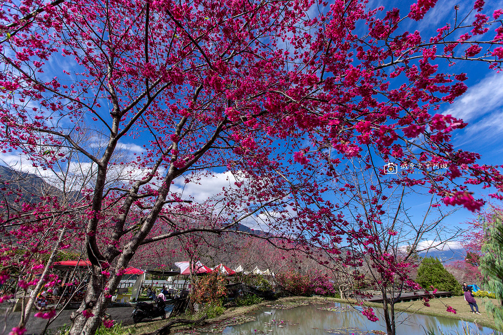 [南投景點]賞櫻熱點草坪頭 滿山李花、櫻花春節爭豔  浪漫櫻花季登場 @城市少女阿璇