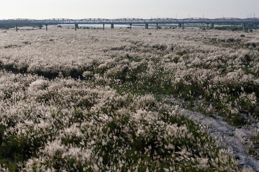 [台南景點]季節限定 超浪漫白雪地毯   夢幻甜根子草超好拍│台南甜根子草花海 @城市少女阿璇