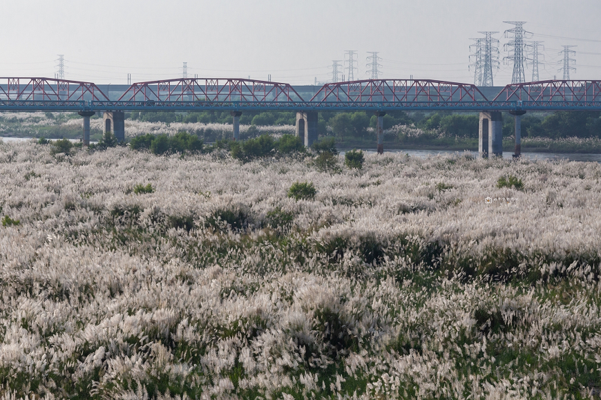 [台南景點]季節限定 超浪漫白雪地毯   夢幻甜根子草超好拍│台南甜根子草花海 @城市少女阿璇