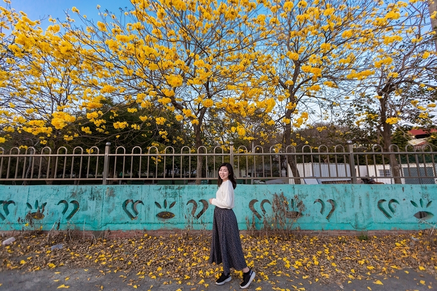 [台南景點]黃花風鈴木美拍秘境 台南大爆發黃花花海超吸睛 台南賞花景點 @城市少女阿璇