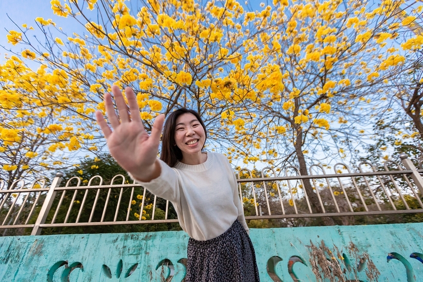 [台南景點]黃花風鈴木美拍秘境 台南大爆發黃花花海超吸睛 台南賞花景點 @城市少女阿璇