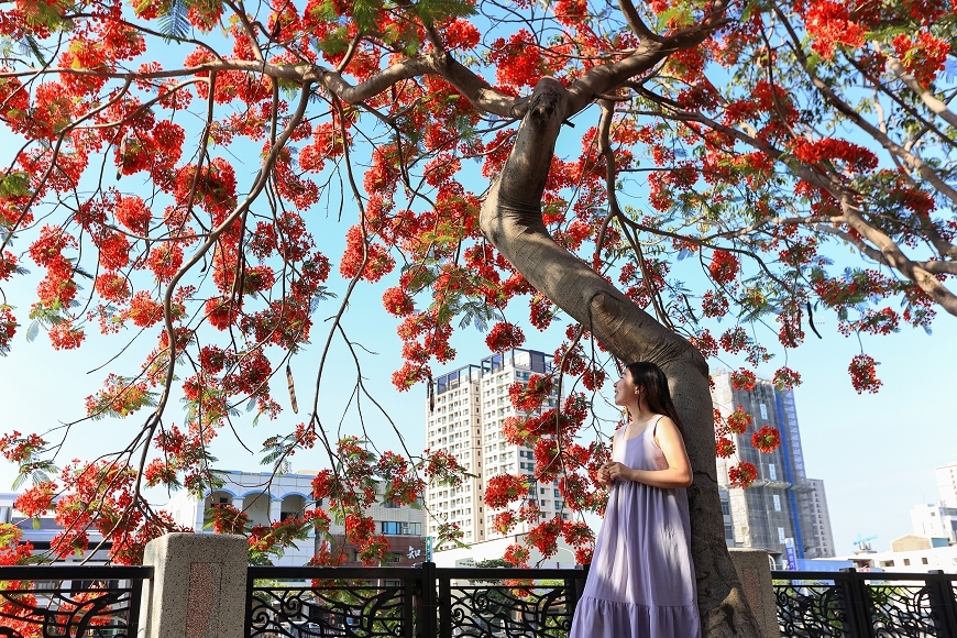 [台南景點]滿版美拍！季節限定鳳凰花絕美風景，運河畔火紅大爆花｜安平運河畔鳳凰花 @城市少女阿璇