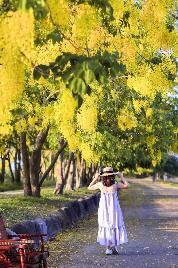 [台南景點]必追！堤坊滿版黃金雨花景，金黃阿勃勒花海夢幻美拍｜安定蘇厝河堤公園 @城市少女阿璇