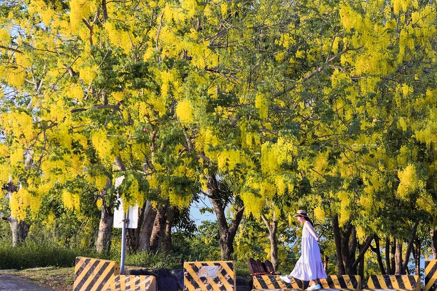 [台南景點]必追！堤坊滿版黃金雨花景，金黃阿勃勒花海夢幻美拍｜安定蘇厝河堤公園 @城市少女阿璇