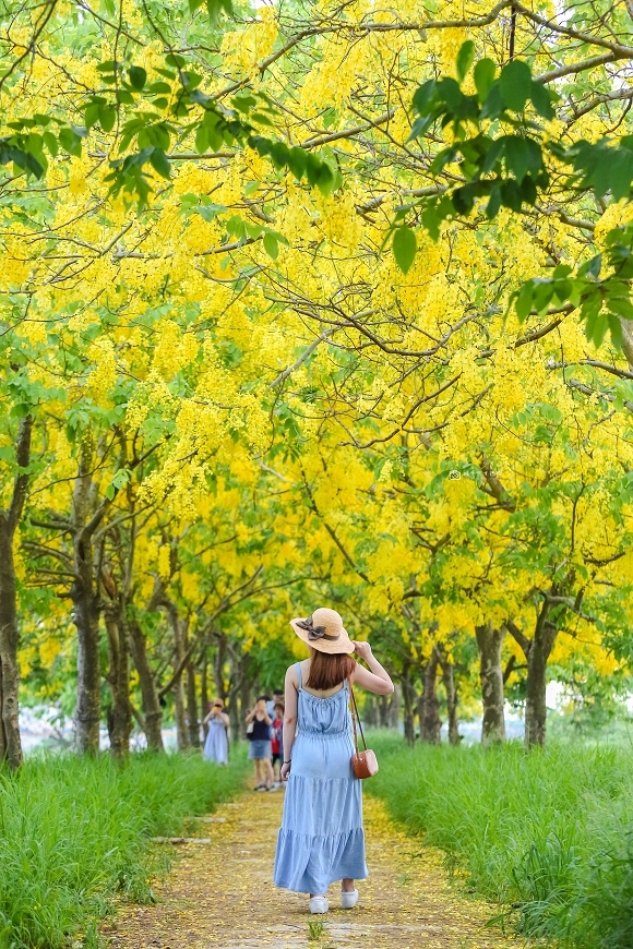 [台南景點]必追！堤坊滿版黃金雨花景，金黃阿勃勒花海夢幻美拍｜安定蘇厝河堤公園 @城市少女阿璇