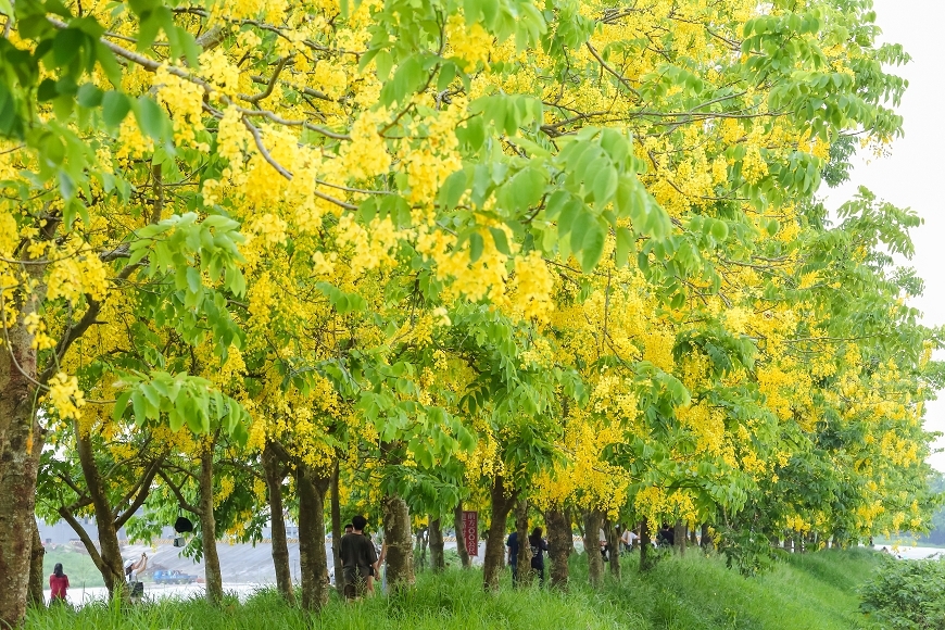 [台南景點]必追！堤坊滿版黃金雨花景，金黃阿勃勒花海夢幻美拍｜安定蘇厝河堤公園 @城市少女阿璇