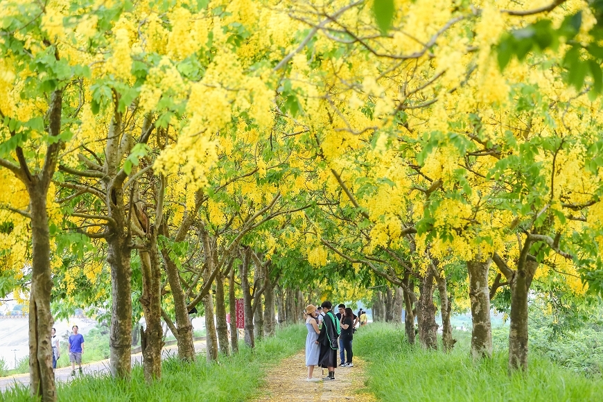 [台南景點]必追！堤坊滿版黃金雨花景，金黃阿勃勒花海夢幻美拍｜安定蘇厝河堤公園 @城市少女阿璇