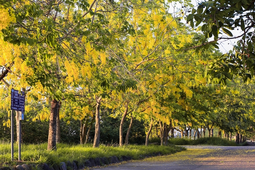 [台南景點]必追！堤坊滿版黃金雨花景，金黃阿勃勒花海夢幻美拍｜安定蘇厝河堤公園 @城市少女阿璇