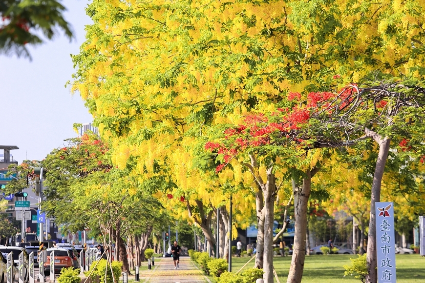 [台南景點]美翻天！被黃金花海包圍實在太浪漫了～台南阿勃勒現正滿開中｜臺南市政府永華市政中心西拉雅廣場 @城市少女阿璇