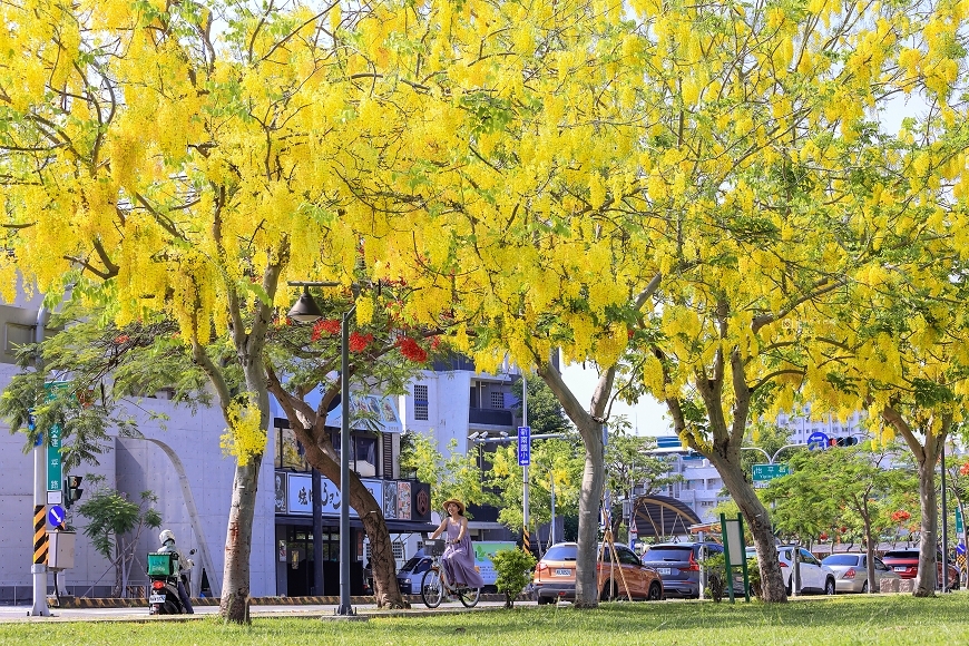 [台南景點]美翻天！被黃金花海包圍實在太浪漫了～台南阿勃勒現正滿開中｜臺南市政府永華市政中心西拉雅廣場 @城市少女阿璇