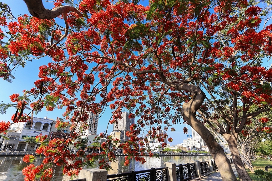 [台南景點]滿版美拍！季節限定鳳凰花絕美風景，運河畔火紅大爆花｜安平運河畔鳳凰花 @城市少女阿璇