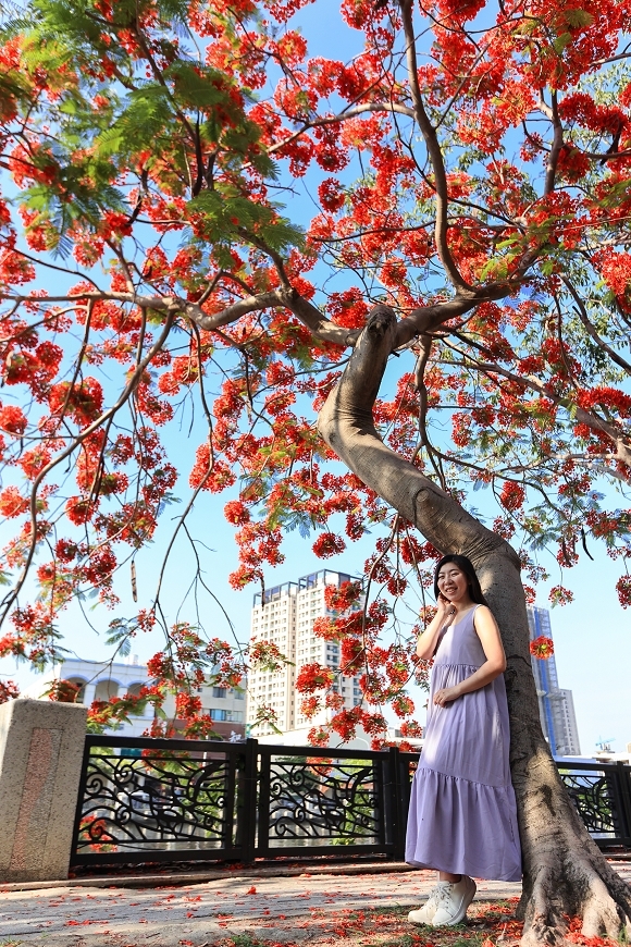 [台南景點]滿版美拍！季節限定鳳凰花絕美風景，運河畔火紅大爆花｜安平運河畔鳳凰花 @城市少女阿璇