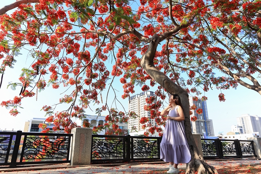 [台南景點]滿版美拍！季節限定鳳凰花絕美風景，運河畔火紅大爆花｜安平運河畔鳳凰花 @城市少女阿璇