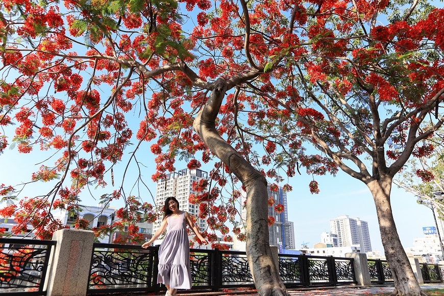 [台南景點]滿版美拍！季節限定鳳凰花絕美風景，運河畔火紅大爆花｜安平運河畔鳳凰花 @城市少女阿璇