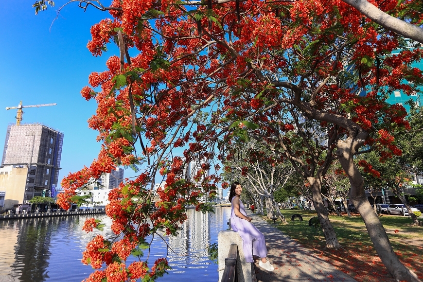 [台南景點]滿版美拍！季節限定鳳凰花絕美風景，運河畔火紅大爆花｜安平運河畔鳳凰花 @城市少女阿璇