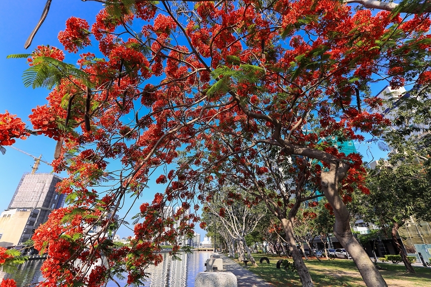 [台南景點]滿版美拍！季節限定鳳凰花絕美風景，運河畔火紅大爆花｜安平運河畔鳳凰花 @城市少女阿璇