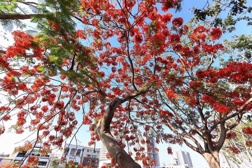 [台南景點]滿版美拍！季節限定鳳凰花絕美風景，運河畔火紅大爆花｜安平運河畔鳳凰花 @城市少女阿璇