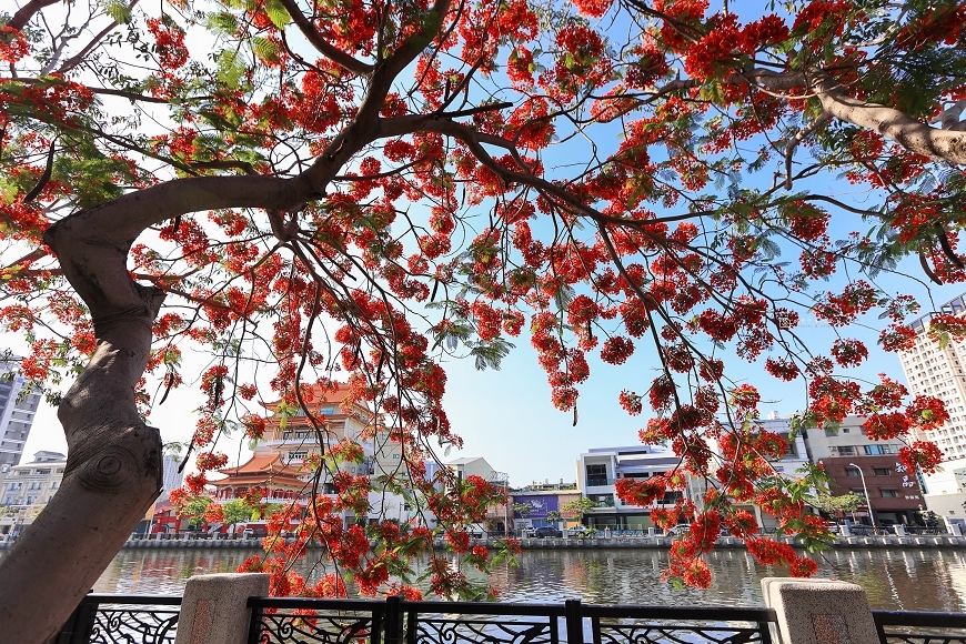 [台南景點]滿版美拍！季節限定鳳凰花絕美風景，運河畔火紅大爆花｜安平運河畔鳳凰花 @城市少女阿璇