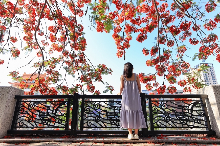 [台南景點]滿版美拍！季節限定鳳凰花絕美風景，運河畔火紅大爆花｜安平運河畔鳳凰花 @城市少女阿璇