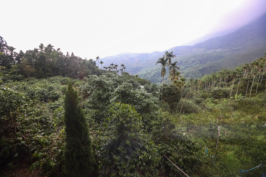 [台南景點]坐擁遼闊平原美景，175咖啡公路最高景觀咖啡廳，  喝咖啡看夕陽吃山產｜台南最高峰五隆園咖啡民宿 @城市少女阿璇