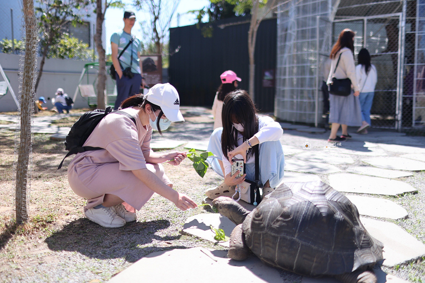 [南投餐廳] 埔里森林系餐廳，水與松萌萌園的綠意餐桌，可愛小動物療癒園區｜水與松萌萌園 x 望林餐廳 @城市少女阿璇