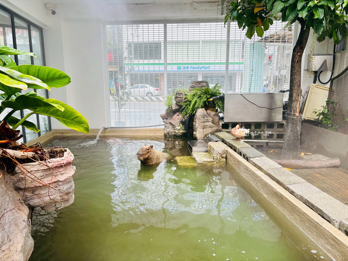 [台南美食]爆紅甜點名店超療癒，超萌水豚近距離互動｜MOGU KABI 豆塔專賣店 @城市少女阿璇