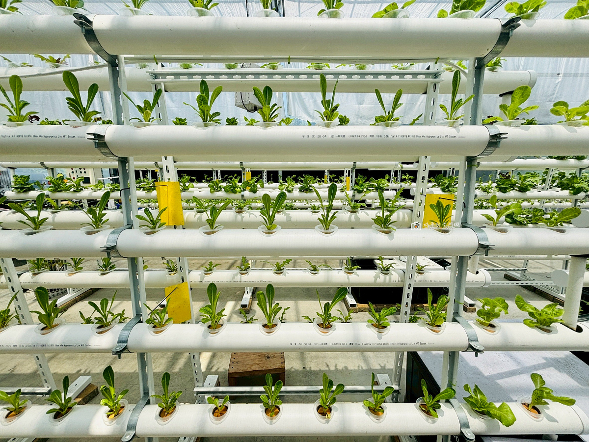 [台南美食]被植物包圍的玻璃屋餐廳，蔬菜控必訪的城市綠洲｜萬客來水耕蔬菜智慧農場 @城市少女阿璇