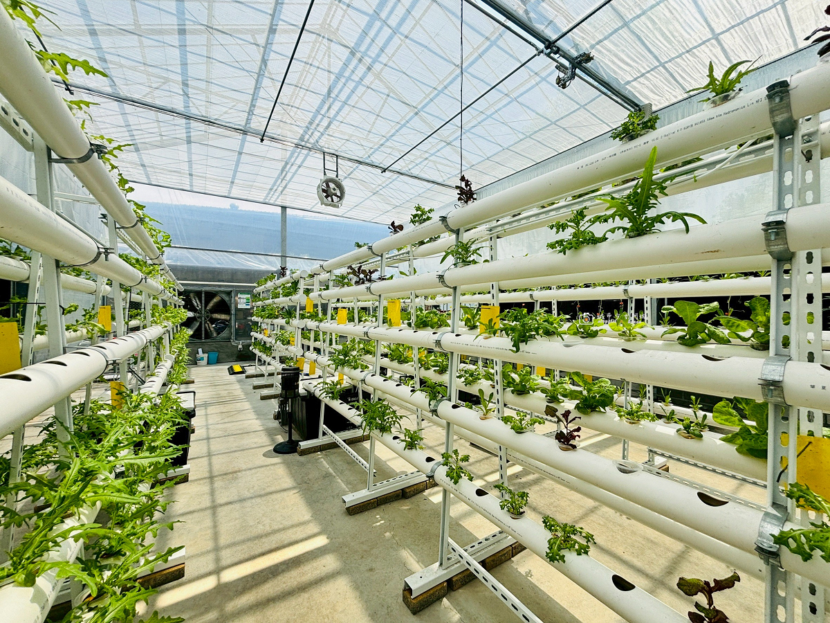 [台南美食]被植物包圍的玻璃屋餐廳，蔬菜控必訪的城市綠洲｜萬客來水耕蔬菜智慧農場 @城市少女阿璇