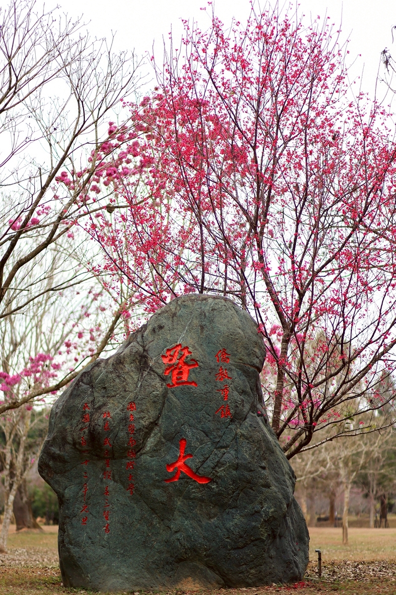 [南投旅遊]搭乘台灣好行日月潭線追櫻花，南投二日遊輕鬆玩，日月潭順遊景點推薦 @城市少女阿璇