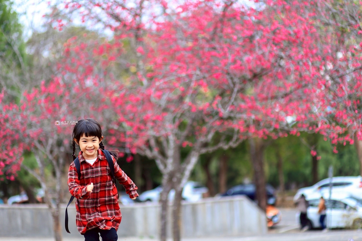 [南投旅遊]搭乘台灣好行日月潭線追櫻花，南投二日遊輕鬆玩，日月潭順遊景點推薦 @城市少女阿璇