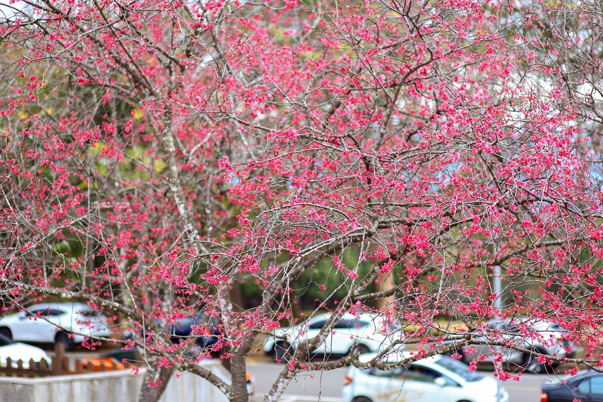 [南投旅遊]搭乘台灣好行日月潭線追櫻花，南投二日遊輕鬆玩，日月潭順遊景點推薦 @城市少女阿璇
