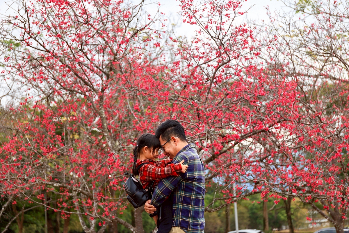 [南投旅遊]搭乘台灣好行日月潭線追櫻花，南投二日遊輕鬆玩，日月潭順遊景點推薦 @城市少女阿璇