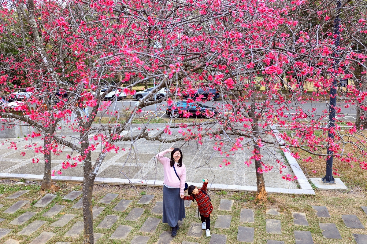 [南投旅遊]搭乘台灣好行日月潭線追櫻花，南投二日遊輕鬆玩，日月潭順遊景點推薦 @城市少女阿璇