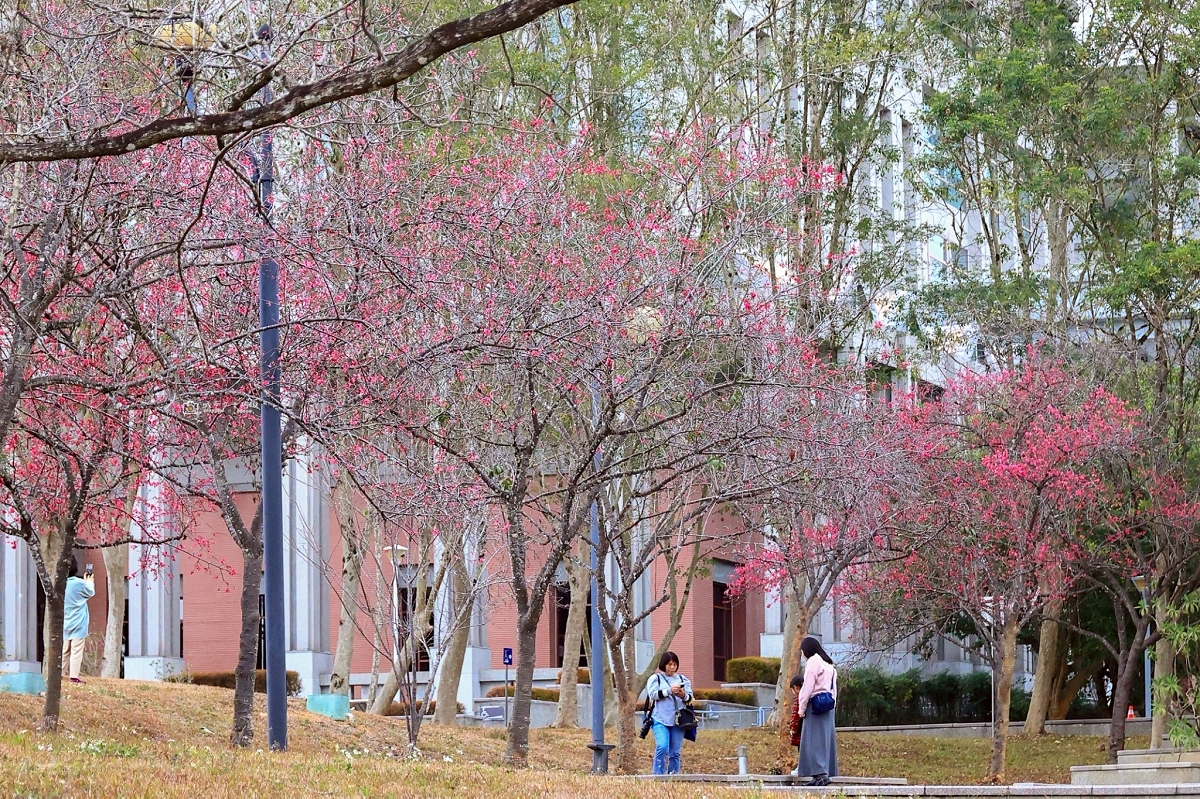 [南投旅遊]搭乘台灣好行日月潭線追櫻花，南投二日遊輕鬆玩，日月潭順遊景點推薦 @城市少女阿璇