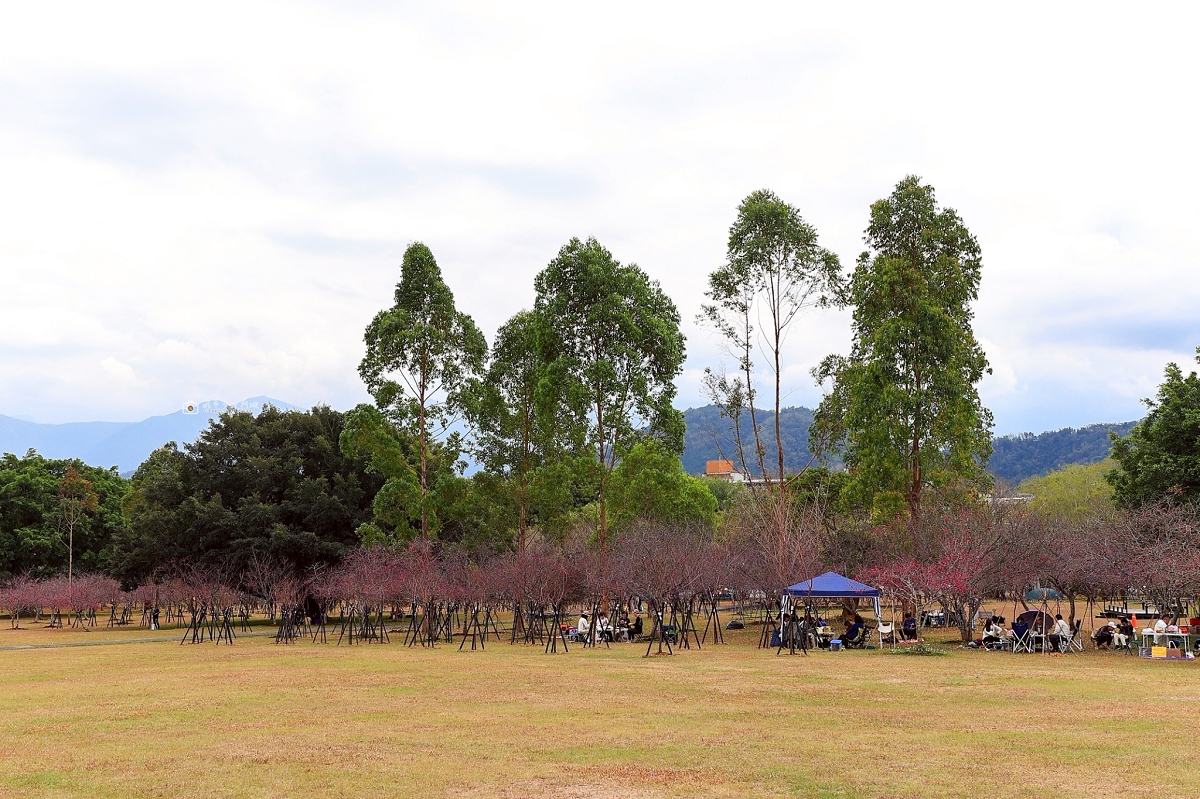 [南投旅遊]搭乘台灣好行日月潭線追櫻花，南投二日遊輕鬆玩，日月潭順遊景點推薦 @城市少女阿璇