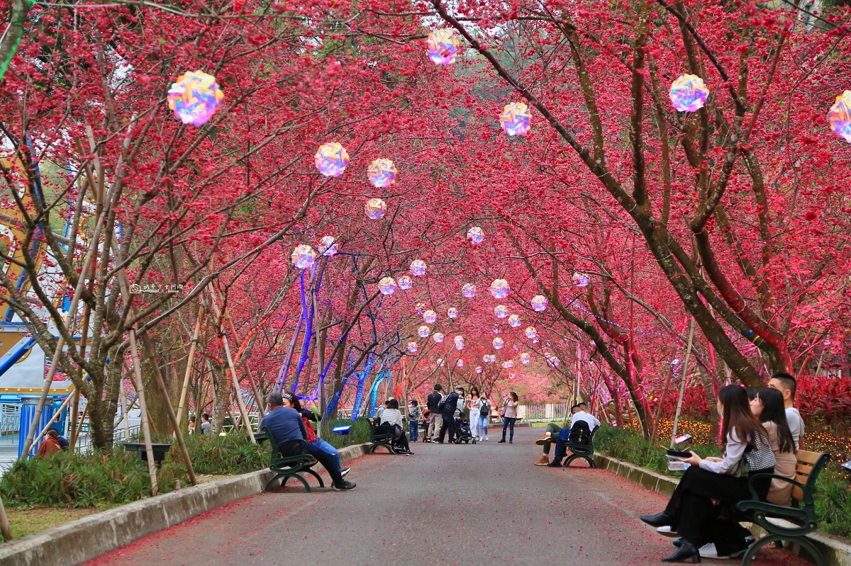 [南投旅遊]搭乘台灣好行日月潭線追櫻花，南投二日遊輕鬆玩，日月潭順遊景點推薦 @城市少女阿璇