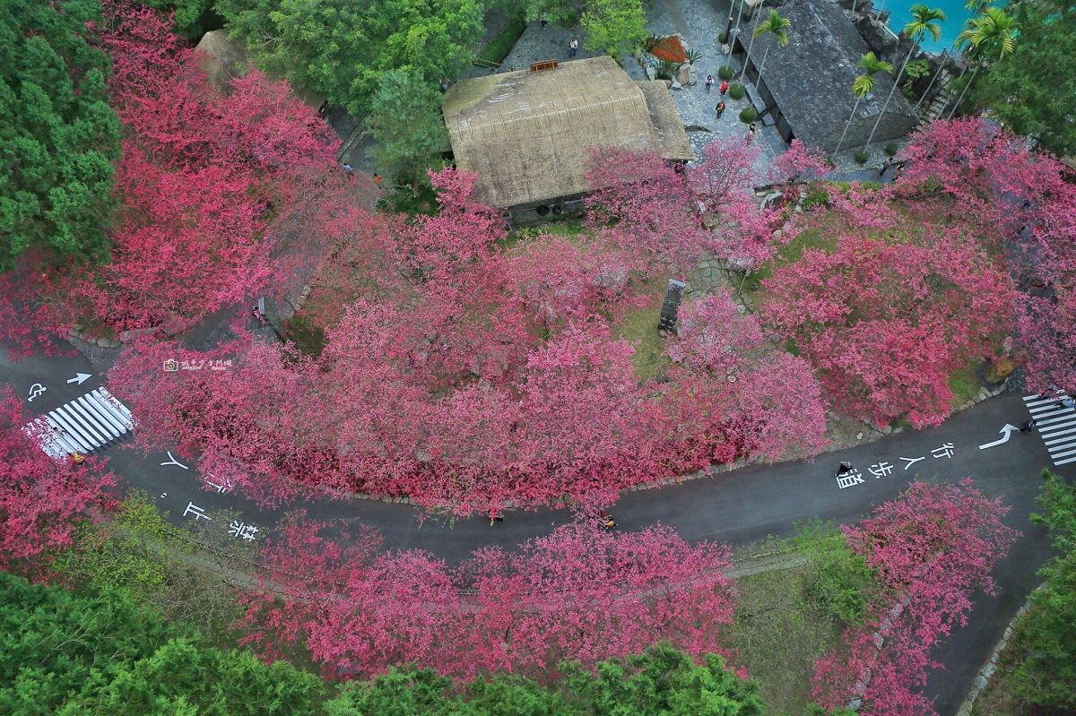 [南投旅遊]搭乘台灣好行日月潭線追櫻花，南投二日遊輕鬆玩，日月潭順遊景點推薦 @城市少女阿璇