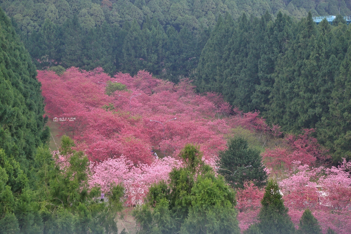 [南投旅遊]搭乘台灣好行日月潭線追櫻花，南投二日遊輕鬆玩，日月潭順遊景點推薦 @城市少女阿璇