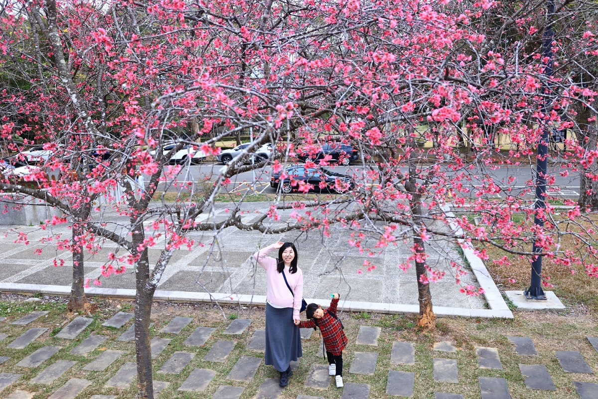 [南投旅遊]搭乘台灣好行日月潭線追櫻花，南投二日遊輕鬆玩，日月潭順遊景點推薦 @城市少女阿璇