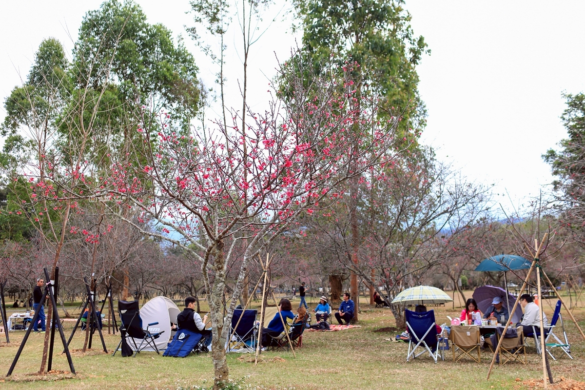 [南投旅遊]搭乘台灣好行日月潭線追櫻花，南投二日遊輕鬆玩，日月潭順遊景點推薦 @城市少女阿璇