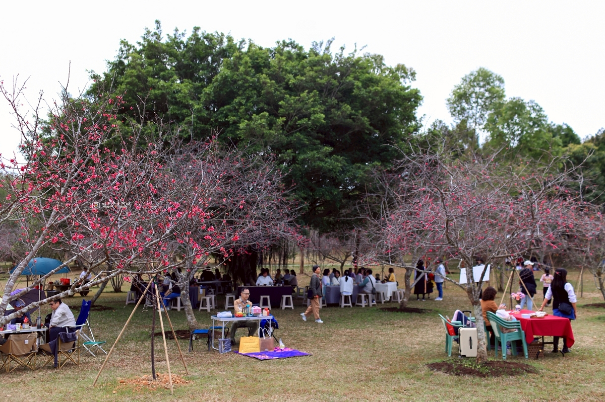 [南投旅遊]搭乘台灣好行日月潭線追櫻花，南投二日遊輕鬆玩，日月潭順遊景點推薦 @城市少女阿璇