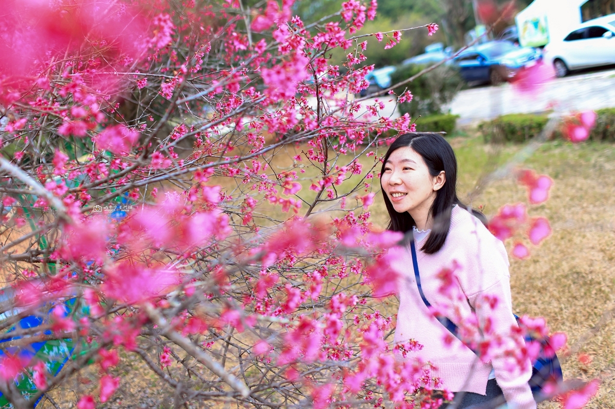 [南投旅遊]搭乘台灣好行日月潭線追櫻花，南投二日遊輕鬆玩，日月潭順遊景點推薦 @城市少女阿璇