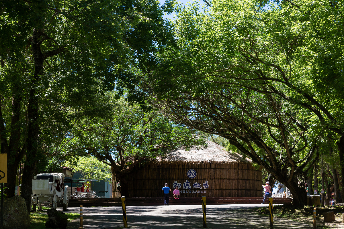 [台東景點]初鹿牧場｜台東經典親子景點！餵動物、逛大草原、鮮乳冰淇淋必吃 @城市少女阿璇