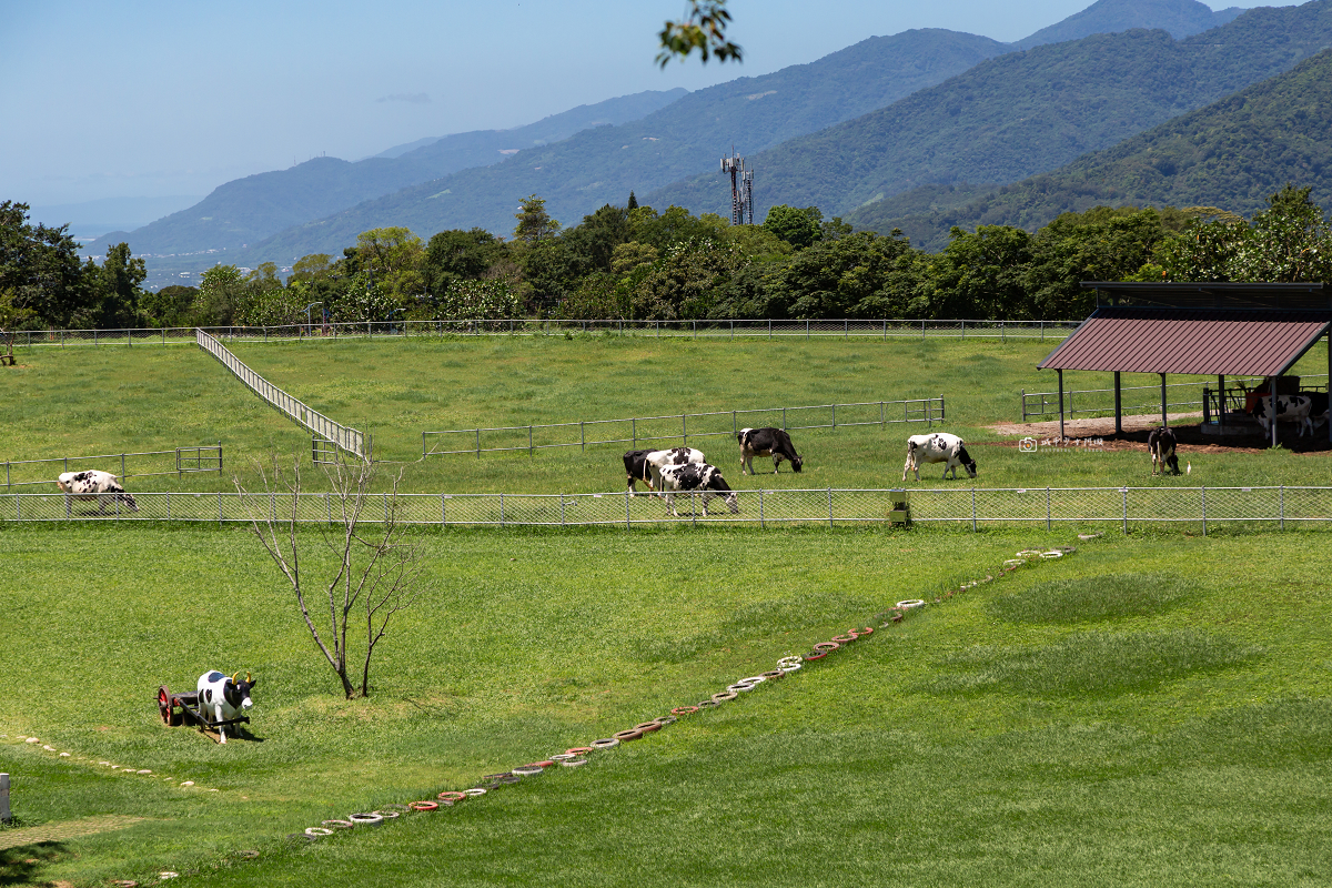 [台東景點]初鹿牧場｜台東經典親子景點！餵動物、逛大草原、鮮乳冰淇淋必吃 @城市少女阿璇