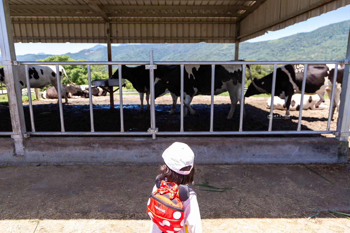 [台東景點]初鹿牧場｜台東經典親子景點！餵動物、逛大草原、鮮乳冰淇淋必吃 @城市少女阿璇