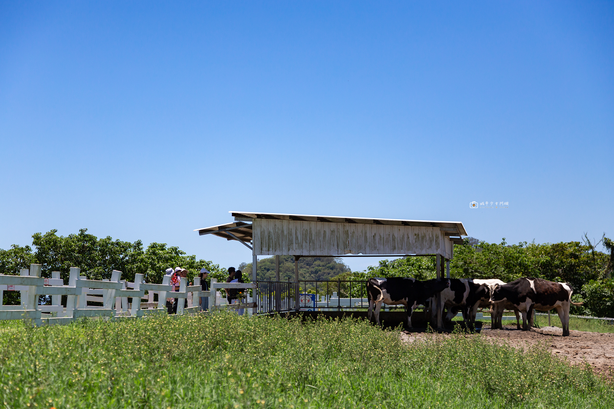 [台東景點]初鹿牧場｜台東經典親子景點！餵動物、逛大草原、鮮乳冰淇淋必吃 @城市少女阿璇