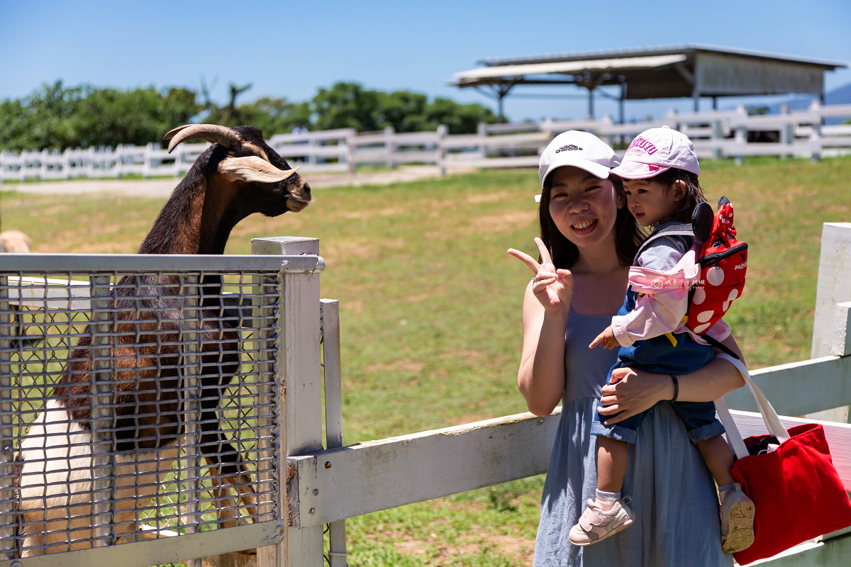 [台東景點]初鹿牧場｜台東經典親子景點！餵動物、逛大草原、鮮乳冰淇淋必吃 @城市少女阿璇
