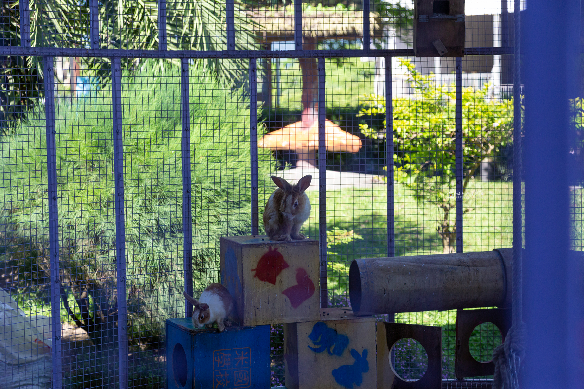 [台東景點]米國學校｜關山親子順遊景點！彩繪稻田、認識關山米、餵動物、必吃碗公飯 @城市少女阿璇
