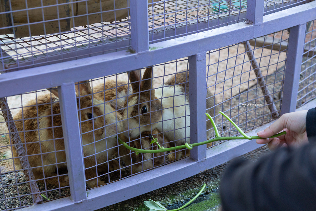 [台東景點]米國學校｜關山親子順遊景點！彩繪稻田、認識關山米、餵動物、必吃碗公飯 @城市少女阿璇