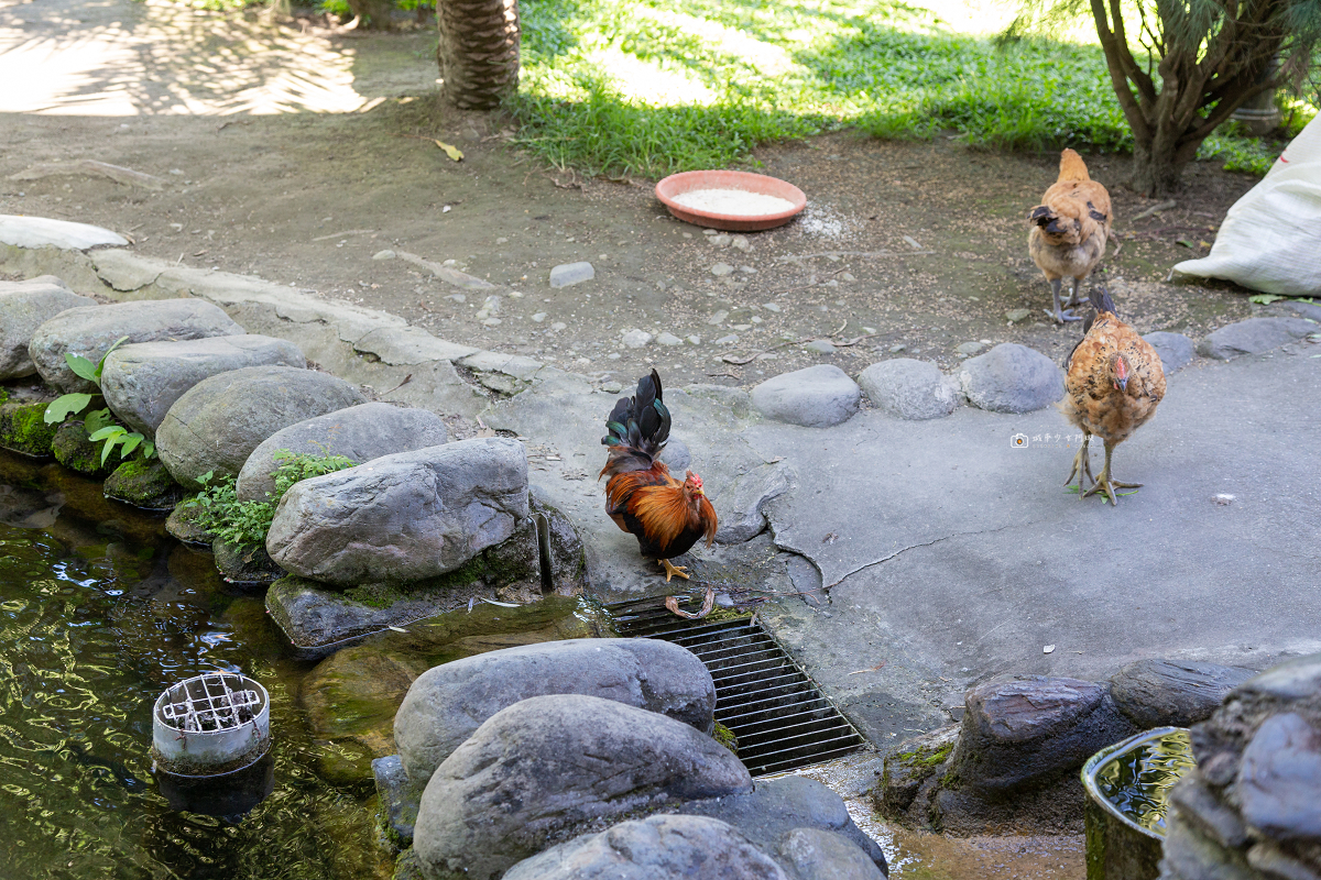 [台東景點]米國學校｜關山親子順遊景點！彩繪稻田、認識關山米、餵動物、必吃碗公飯 @城市少女阿璇